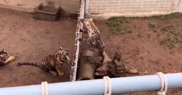 Неожиданная схватка в зоопарке: тигр перепрыгнул через ограждение, чтобы напасть на гиену