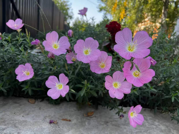 Выбросьте рассаду петуний: этот цветок растет сам, цветет до декабря и не боится мороза