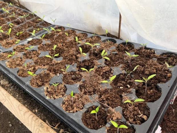 Чем подкормить рассаду до пикировки: 3 копеечных средства, которые укрепят иммунитет и помогут пережить стресс
