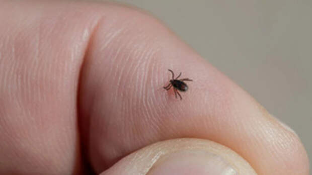 Клещ / Фото: Erik Karits / unsplash.com