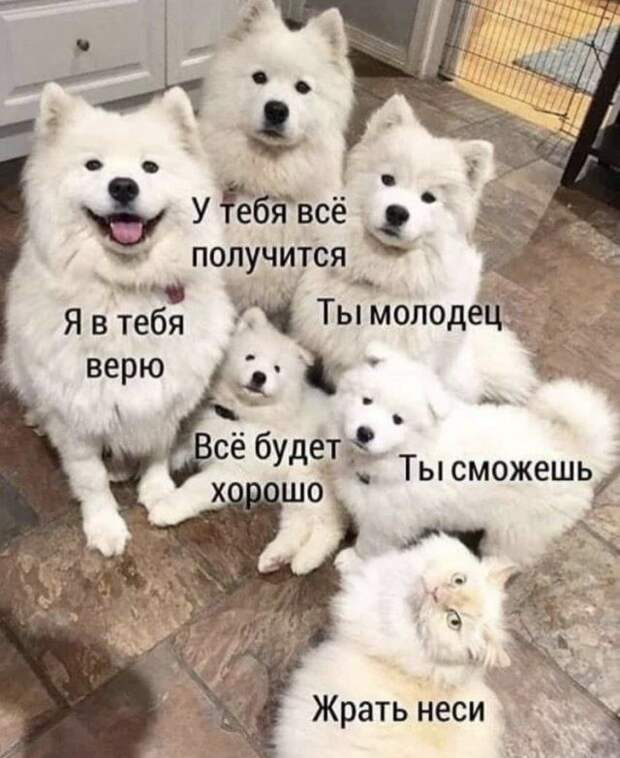 seti-shutki-memy-citaty-vkontakte-vkontakte-smeshnye-statusy