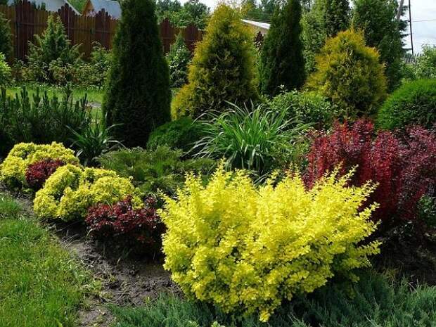 Желтые и пурпурные кустарники в дизайне сада