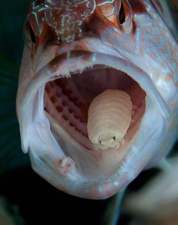 Вши у рыб на языке