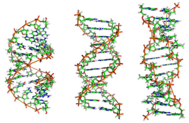 Участки двойных спиралей разных форм ДНК