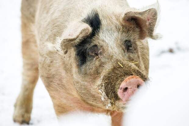 В российском регионе начали изымать домашний скот из-за смертельной болезни