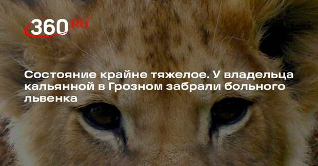 Baza: ветеринары Подмосковья спасают львенка из грозненской кальянной
