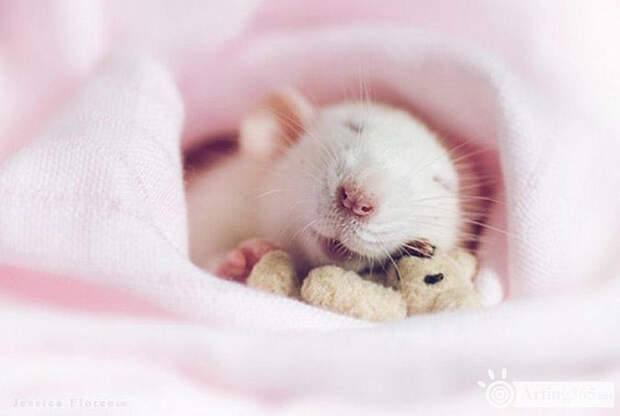 http://bigpicture.ru/wp-content/uploads/2014/01/ratsteddy06.jpg