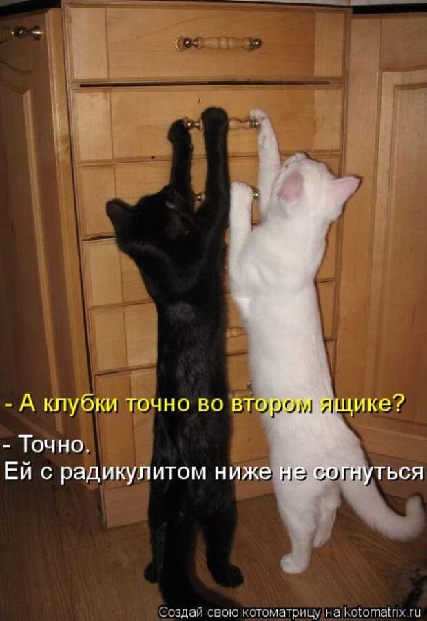 Лучшая котоматрица недели