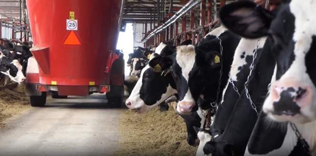 Нижегородская животноводческая компания присоединилась к федеральному проекту «Производительность труда»