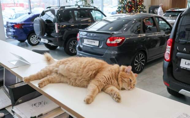 Сны о чем-то меньшем: вспоминаем цены на машины в начале 2022-го