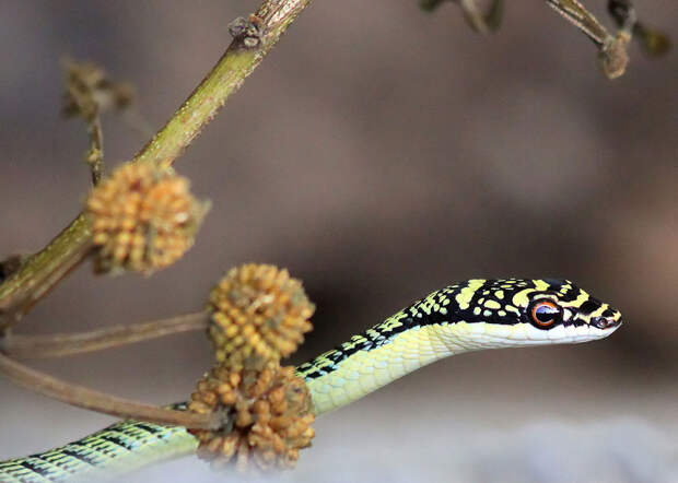 Летающие змеи Летающие змеи