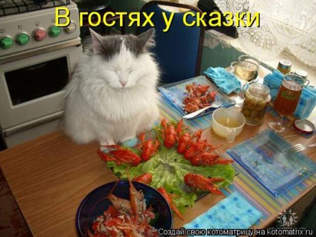 Свежая котоматрица (35 фото)