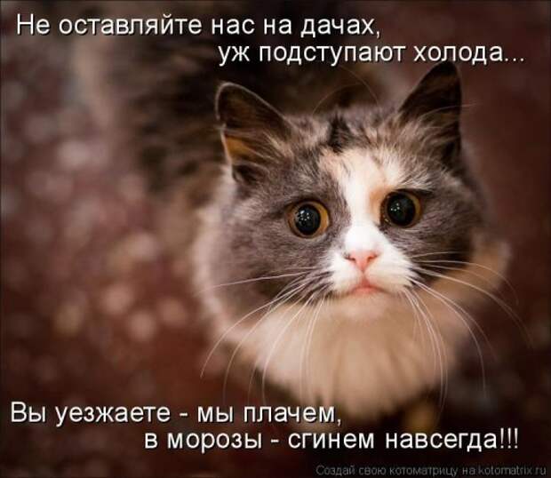 Новая и прикольная котоматрица на 22 сентября (29 фото)