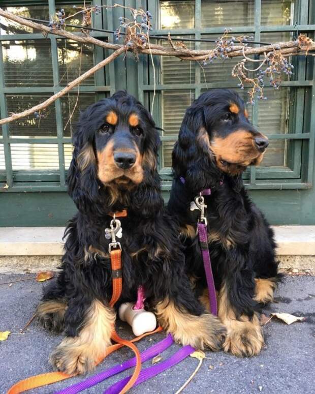 Реснички у собак-близняшек, то что надо даже больше