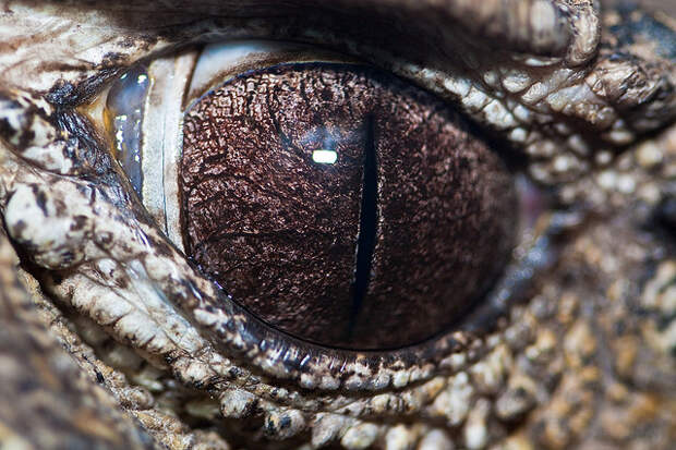змеиный глаз