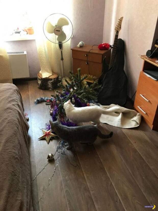 Прикольные картинки - 2735 Прикольные картинки - 2735