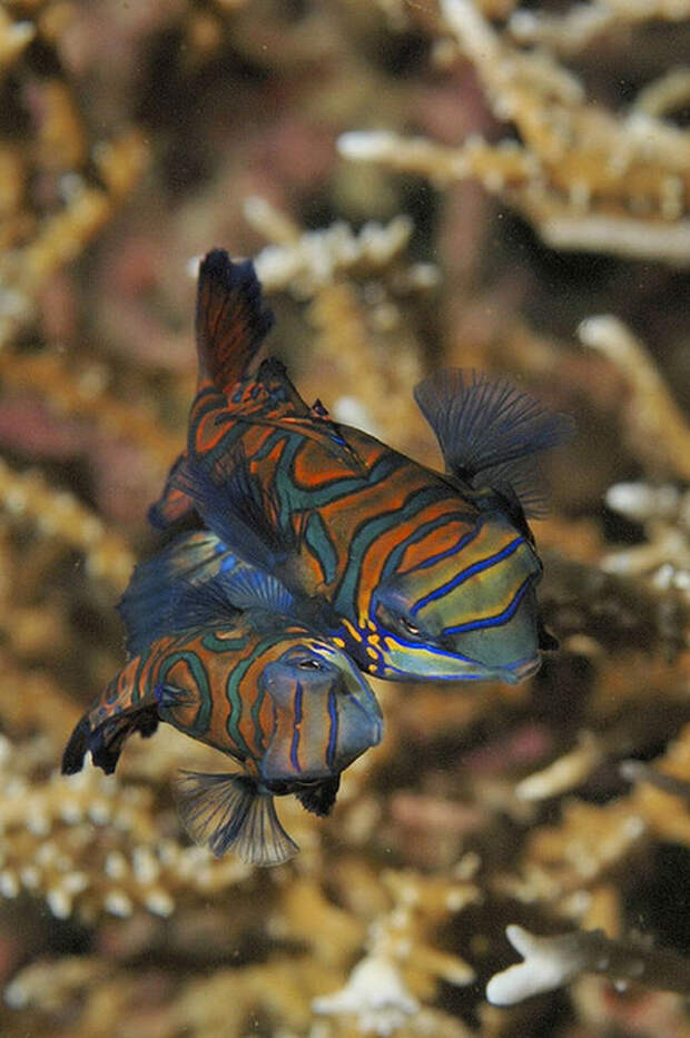 Mandarinfish 4 Рыбка мандаринка