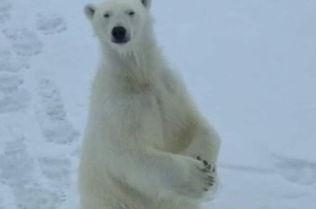 Белый медведь клянчил еду у экипажа российского ледокола