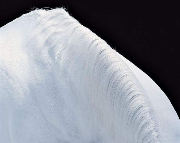 Грация прекрасных лошадей в фотопроекте Equus