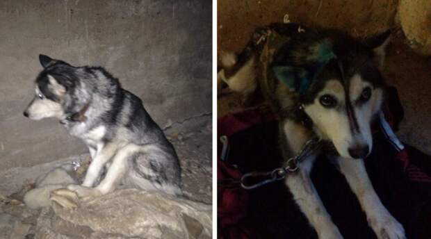 Замерзшая хаски 3 дня пролежала под балконом без движения Замерзшая хаски 3 дня пролежала под балконом без движения балкон, история, собака, хаски