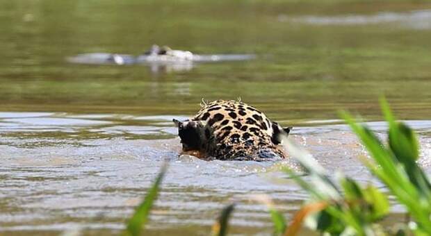 Ягуар смог одолеть каймана прямо в его родной стихии jaguar, в мире, видео, животные, кайман, природа, схватка
