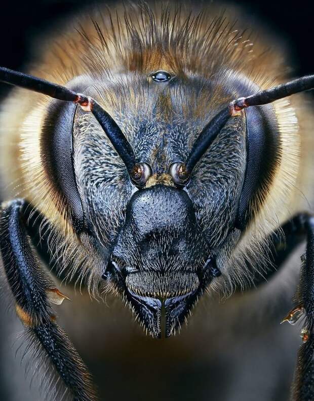 25. Европейская медоносная пчела вымирающие животные, животные, животные фото, исчезающие виды, исчезающие животные, редкие виды, редкие животные, угроза исчезновения