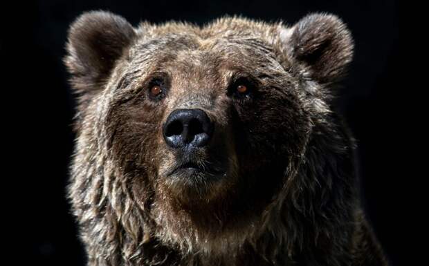 Бывший сотрудник Министерства лесного хозяйства осужден за браконьерство и кражу медведя
