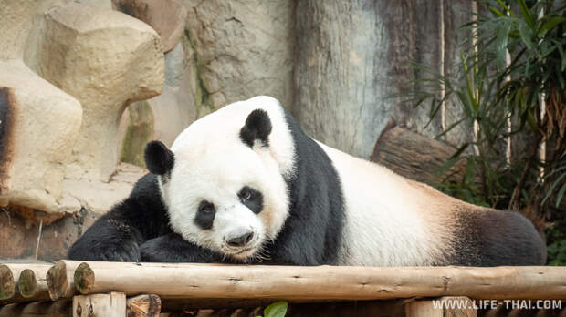 Спящая панда в Чиангмае
