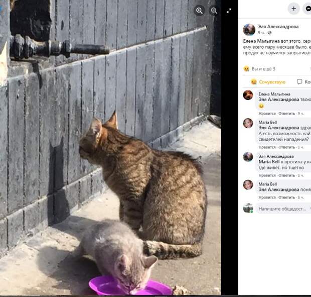 На Абрамцевской улице собака хаски загрызла котёнка