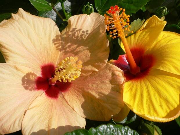 Гибискус - цветок красавиц. Обсуждение на LiveInternet - Российский Сервис Онлайн-Дневников