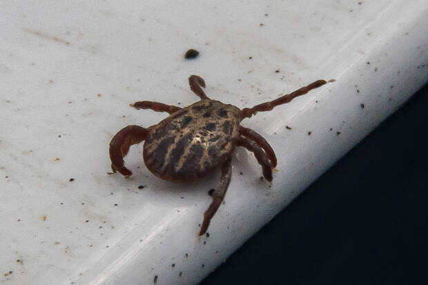 Названы районы с активными клещами в Новосибирской области