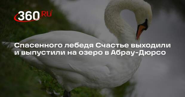 Спасенного лебедя Счастье выходили и выпустили на озеро в Абрау-Дюрсо