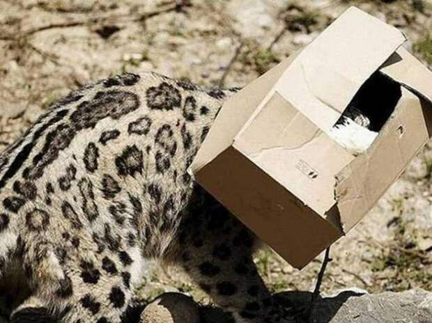 Без кота и жизнь не та