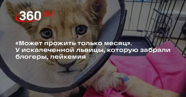 У искалеченной львицы, которую изъяли у московского блогера, выявили лейкемию