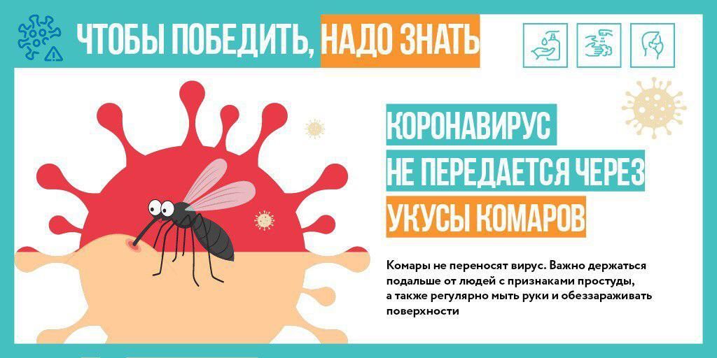 Комары не являются переносчиками коронавируса Фото: mos.ru