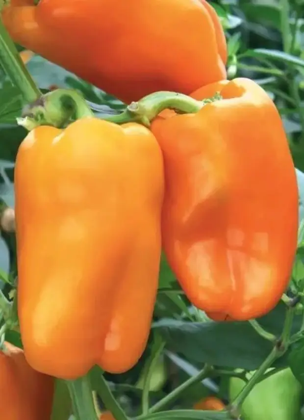 Семена Перец сладкий "Оранжевый лев" F1 - купить в интернет-магазине по низкой ц