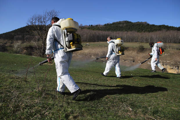 Россиян предупредили о появлении клещей-гигантов