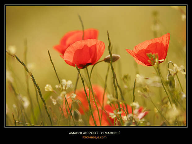 Amapolas 2007