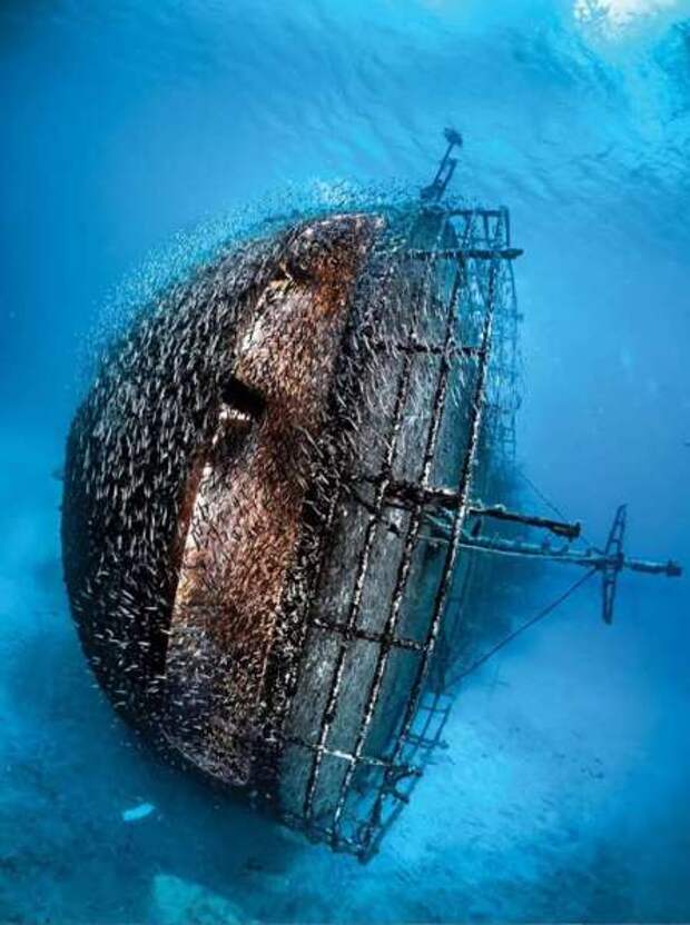 12 лучших подводных фотографии с конкурса «Through Your Lens»