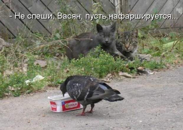 Смешные и веселые картинки с надписями со смыслом (11 фото)
