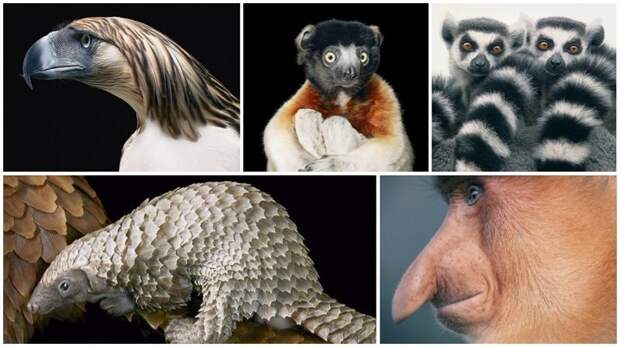 Восхитительные снимки редких животных от фотографа Тима Флача вымирающие животные, животные, животные фото, исчезающие виды, исчезающие животные, редкие виды, редкие животные, угроза исчезновения