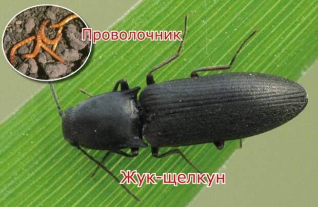 проволочник и жук
