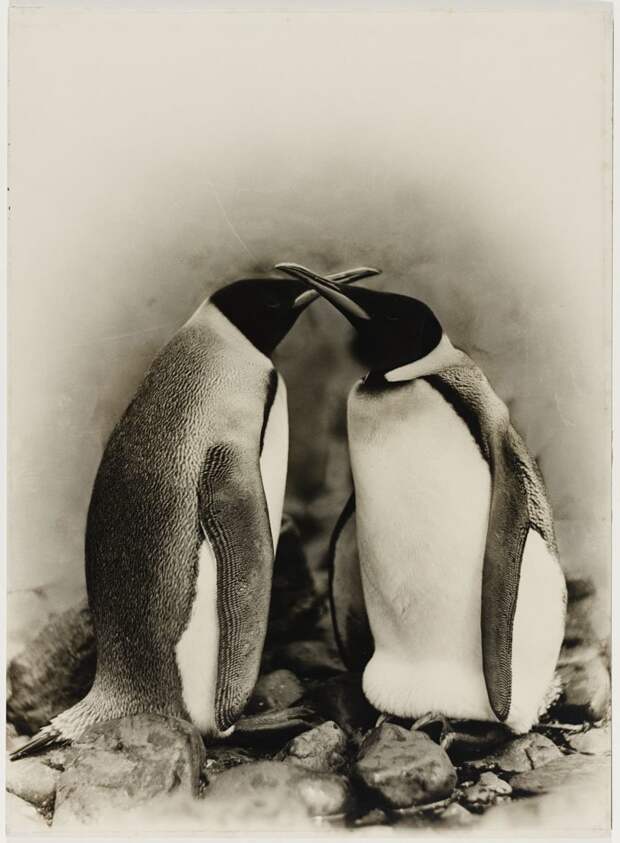 Королевские пингвины в Антарктике Дуглас Моусон, австралия, антарктида, изучение Антарктики, научная экспедиция, полярные исследователи, поход во льдах, фотосвидетельства