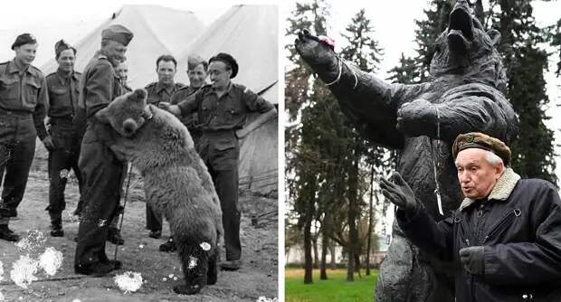 Звали мишку — Войтек и медведь состоял на службе в польской армии. В сражениях он помогал польским артиллеристам разгружать ящики с боеприпасами и даже подносил снаряды во время боя.-4