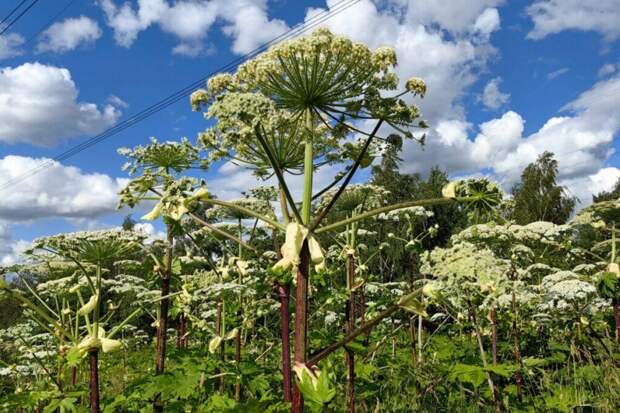 Как «мечта агронома» стала кошмаром: какой советский эксперимент породил борщевик