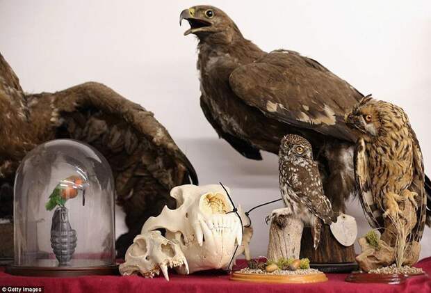 Разнообразие конфискованной контрабанды в аэропорту Лондона аэропорт, контрабанда, конфискация, Лондон, таможня