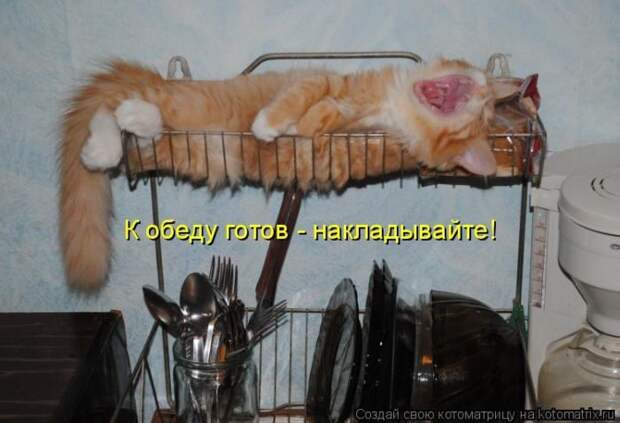 Лучшие котоматрицы недели
