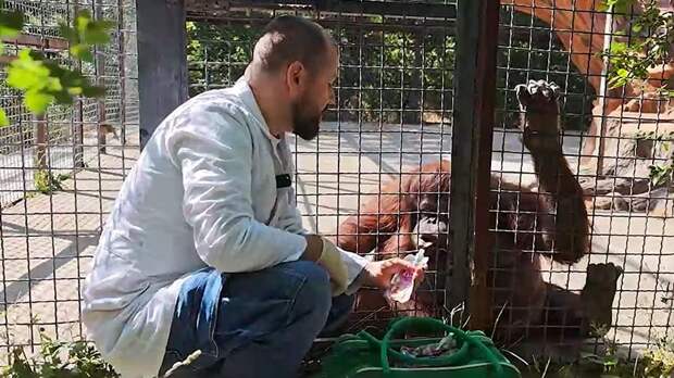 Врач рассказал о состоянии орангутана Даны после инцидента в парке «Тайган»