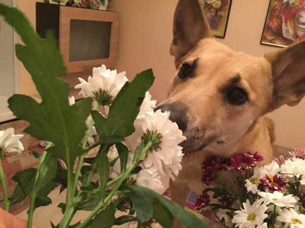 собака нюхает цветы