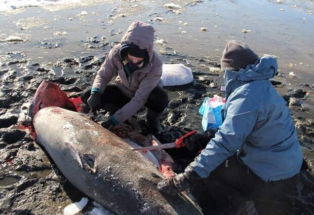 В США уже начали замерзать акулы ynews, аномалия, мороз, новости, погода, сша